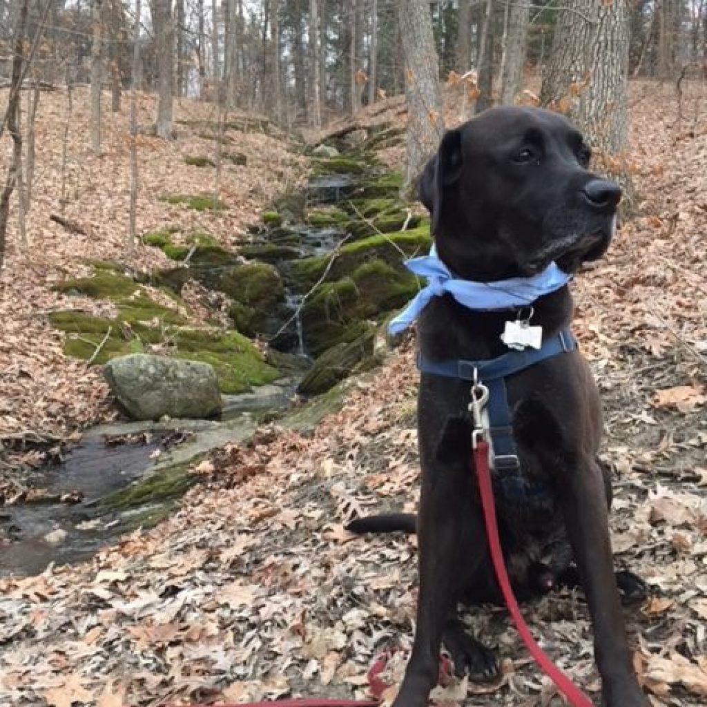 Miles, a handsome black Lab-Dane mix, next to a small stream in the woods in the fall. He is wearing a blue neckerchief.