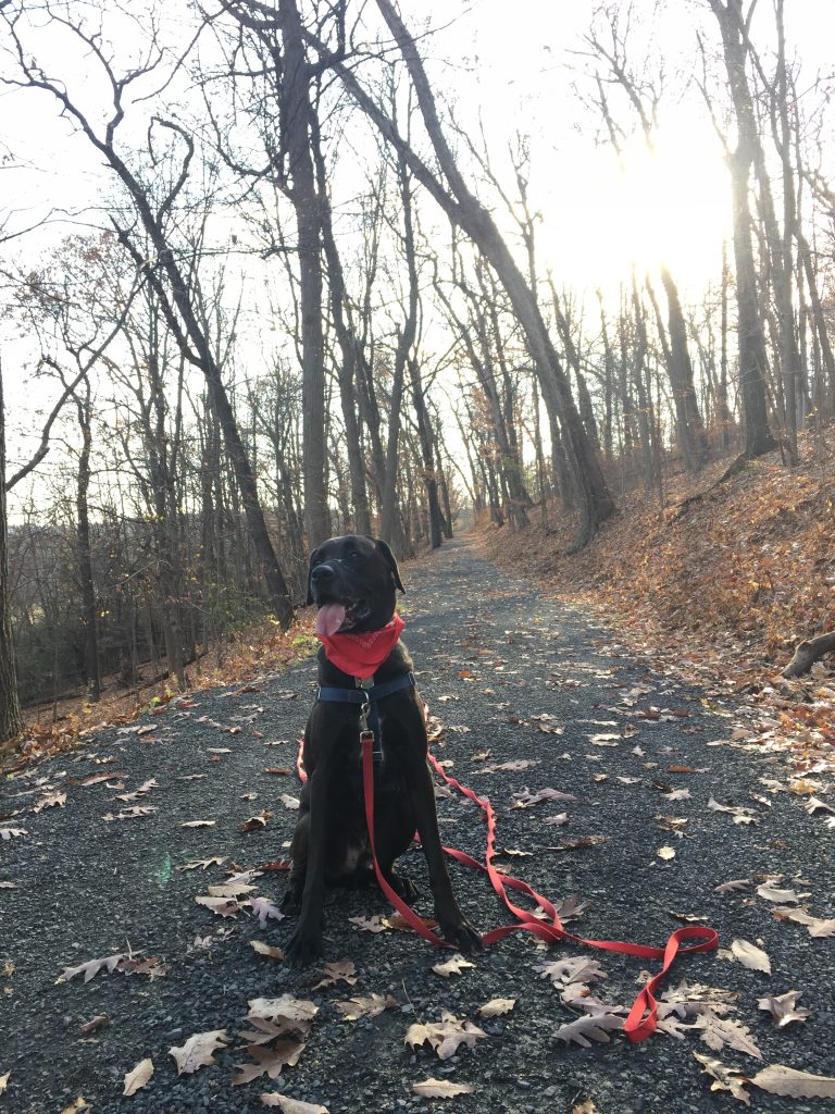 Miles, a handsome black Lab-Dane mix, wearing a wide smile while on a hike, along with his red neckerchief.